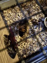 guinea pigs two female and two cages in Fort Polk, Louisiana