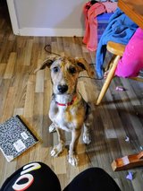 One year old Catahoula cur in Fort Polk, Louisiana