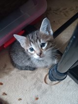 finally ready, 5 FREE KITTENS in Fort Polk, Louisiana