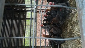 Chickens call 417718 1811 in Fort Leonard Wood, Missouri