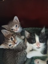 free and ready kittens in Fort Polk, Louisiana