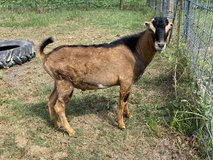 LaMancha goat in Kingwood, Texas