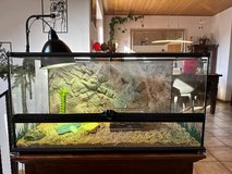 Greek / Hermann's tortoise in Ramstein, Germany