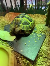 Greek / Hermann's tortoise in Plainfield, Illinois
