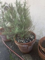 Rosemary in Okinawa, Japan