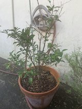 Shiquasa Tree in Okinawa, Japan