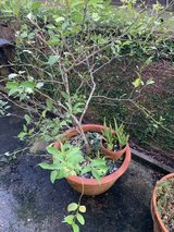 Lemon Tree in Okinawa, Japan