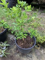 Lime Tree in Okinawa, Japan