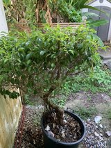 Walking Tree in Okinawa, Japan