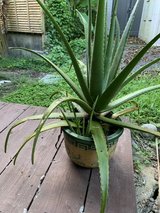 Aloe Plant in Okinawa, Japan