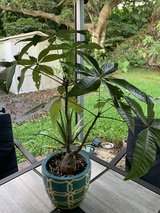 Money Tree in Okinawa, Japan