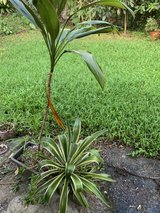 Plant Box in Okinawa, Japan