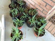 Aloe Vera Plants in Fort Rucker, Alabama
