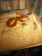 Snakes in Fort Leonard Wood, Missouri