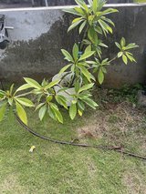 White plumeria plant in Okinawa, Japan