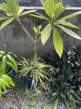plumeria in Okinawa, Japan