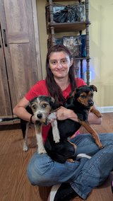 Re-homing our 2 dogs in Clarksville, Tennessee