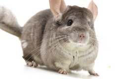 Almost 2 Year Old Beige Female Chinchilla up for Adoption -- "Morticia" in Chicago, Illinois