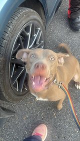 Female pit/cur iso furever home in Fort Polk, Louisiana