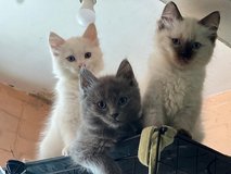 Available Ragdoll and British shorthair kittens in Ramstein, Germany