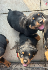 Beautiful KC registered Rottweiler puppies in Ramstein, Germany