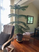 Norfolk Island Pine indoor living plant in Plainfield, Illinois