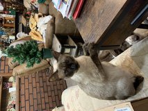 Spayed Adult Siamese in Fort Leonard Wood, Missouri