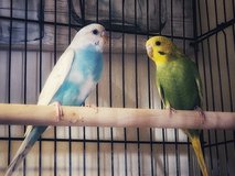 2 lovely parakeets for sale in Alamogordo, New Mexico