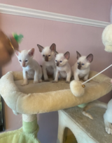 Traditional Siamese kittens in Ramstein, Germany