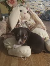 Chihuahua puppy in Leesville, Louisiana