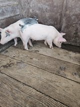 Feeder pigs in Alamogordo, New Mexico