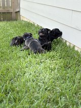Pugs for adoption in Conroe, Texas