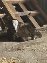 7 day old calf for sale in Fort Polk, Louisiana