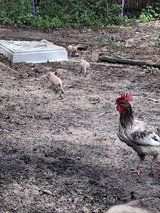 Pot Belly piglets in Camp Lejeune, North Carolina