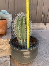 Large cactus (4) in Alamogordo, New Mexico