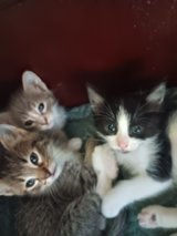 HELP with felines in Fort Polk, Louisiana