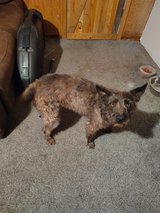 Bailey in Fort Leonard Wood, Missouri