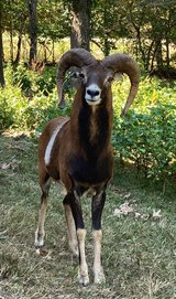 Pure Mouflon Ram - $500 (St Robert, MO) in Fort Leonard Wood, Missouri