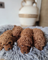 Miniature Red Poodle KC Reg Full Pedigree in Ramstein, Germany