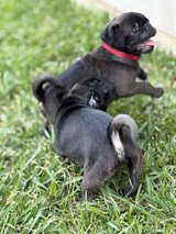 Pugs for adoption in Aurora, Illinois