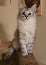 Siberian Forest kittens in Ramstein, Germany