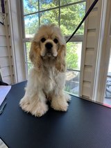 MISSING DOG in Fort Polk, Louisiana