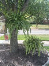 Large Live Fern Plant in Batavia, Illinois