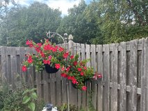 Live Hanging Mandevilla plants in Batavia, Illinois