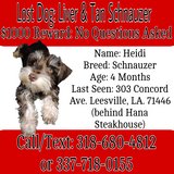 Missing Dog: $1000 Reward in Fort Polk, Louisiana