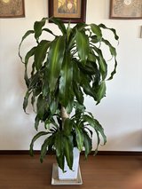 plant in Okinawa, Japan