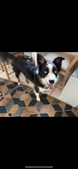 Australian Shepherd Black Tri Blue Eyes in Ramstein, Germany