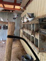 pigeons in Fort Polk, Louisiana