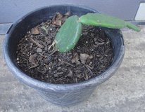 Live Prickly Pear Cactus Plant - INDIVIDUAL POTS - $8 EACH pot in Warner Robins, Georgia