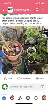 seedlings moringa , lemon grass papaya dragon fruits for sale in Okinawa, Japan